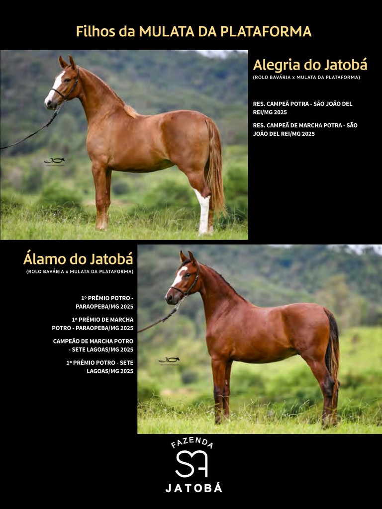 Página 203 Página 203