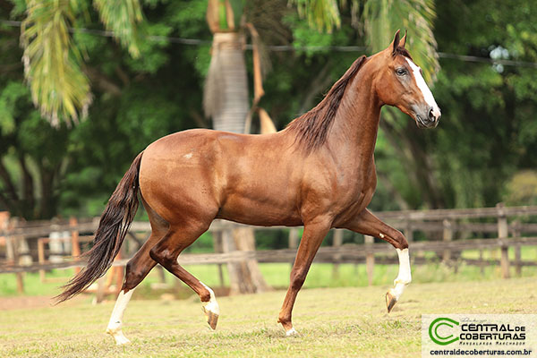 01 - ENCERRADO (Vale da Neblina) - Tema: Cavalo, DUETOS