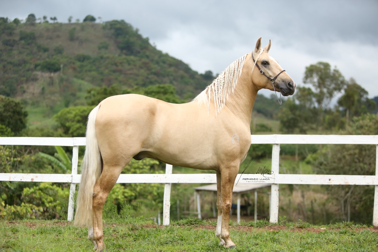 01 - ENCERRADO (Vale da Neblina) - Tema: Cavalo, DUETOS