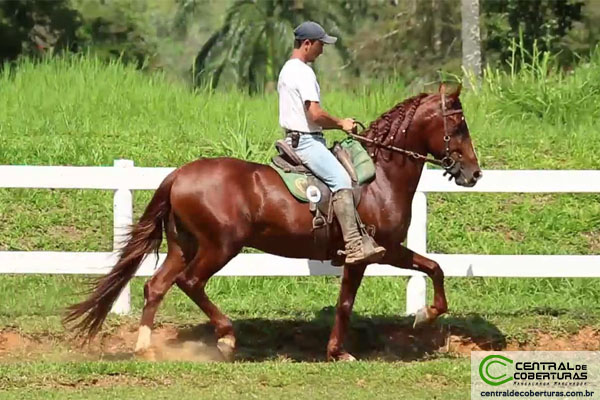 TANGO DO PINHAL VELHO