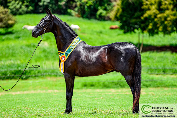 CANARIO DE OURO-FINO