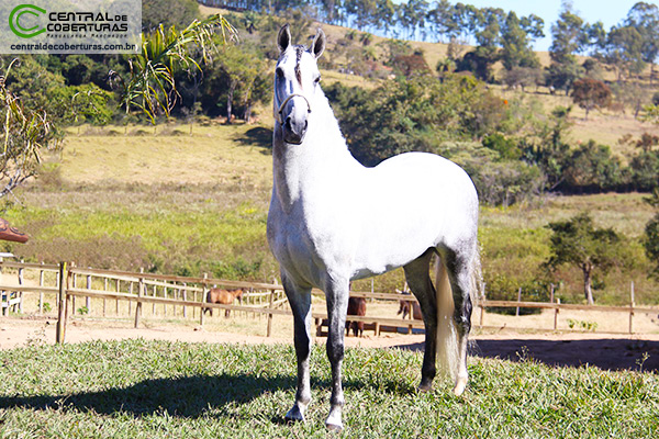 MilionÁrio Da Origem Cavalos Mangalarga Marchador Revista RaÇa